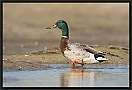 Wilde Eend, Mallard, Anas platyrhynchos Location: Wierden, the Netherlands wilde eend MG 3987 kopie